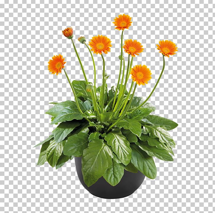 Cut Flowers Chrysanthemum Barberton Daisy Seed PNG, Clipart, Annual Plant, Aster, Blanket Flowers, Bylina, Calendula Free PNG Download