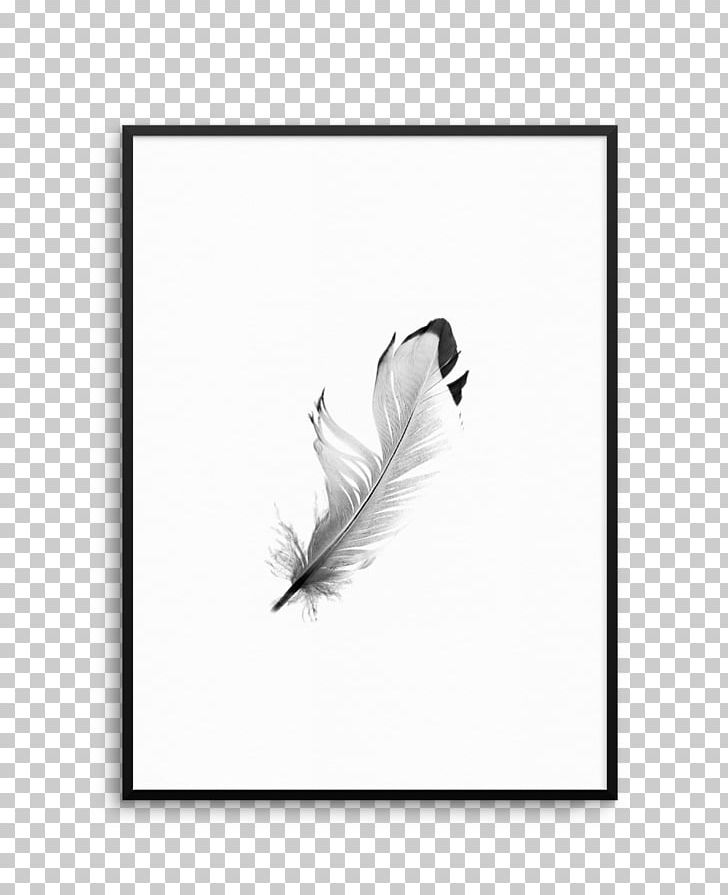 Feather White Tail Black M PNG, Clipart, Bird, Black, Black And White, Black M, Feather Free PNG Download