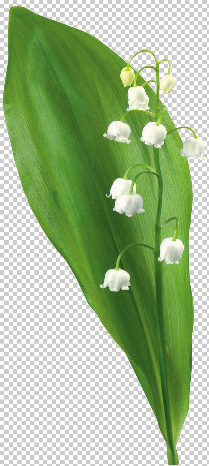 Flower Plant Tree PNG, Clipart, Flower, Leaf, Lilium, Lily Of The Valley, Nature Free PNG Download