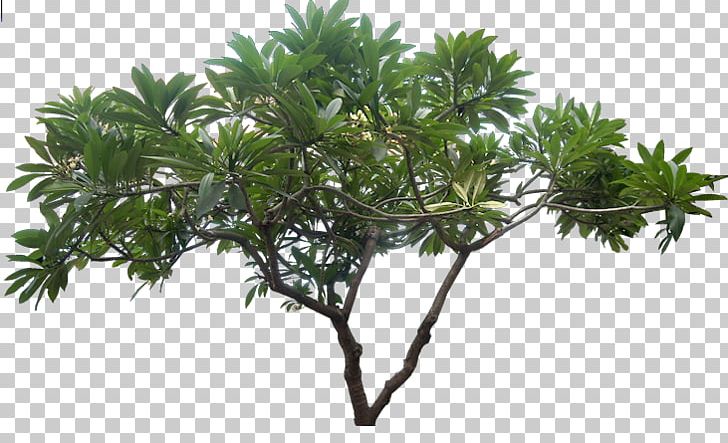 Resolution PNG, Clipart, Branch, Display Resolution, Download, Flowerpot, Houseplant Free PNG Download