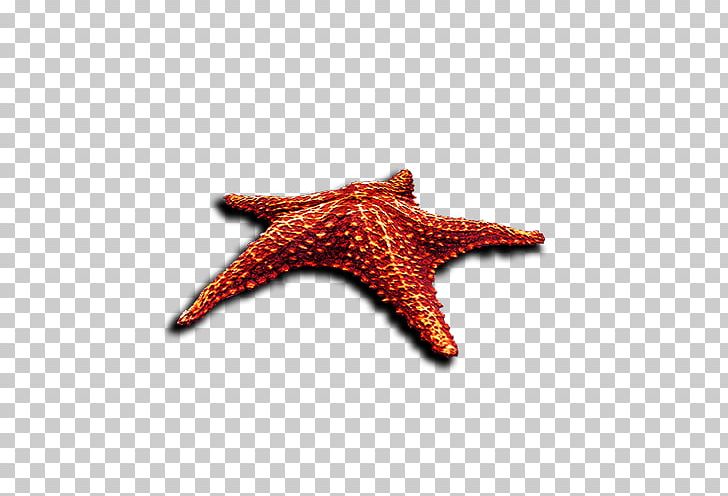 Animals Photography Orange PNG, Clipart, Albom, Animals, Beautiful Starfish, Encapsulated Postscript, Marine Invertebrates Free PNG Download