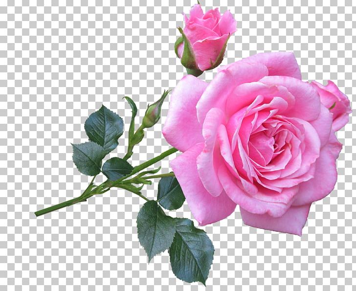 Still Life: Pink Roses Flower Plant Stem PNG, Clipart, Artificial Flower, Cut Flowers, Floral Design, Floribunda, Floristry Free PNG Download