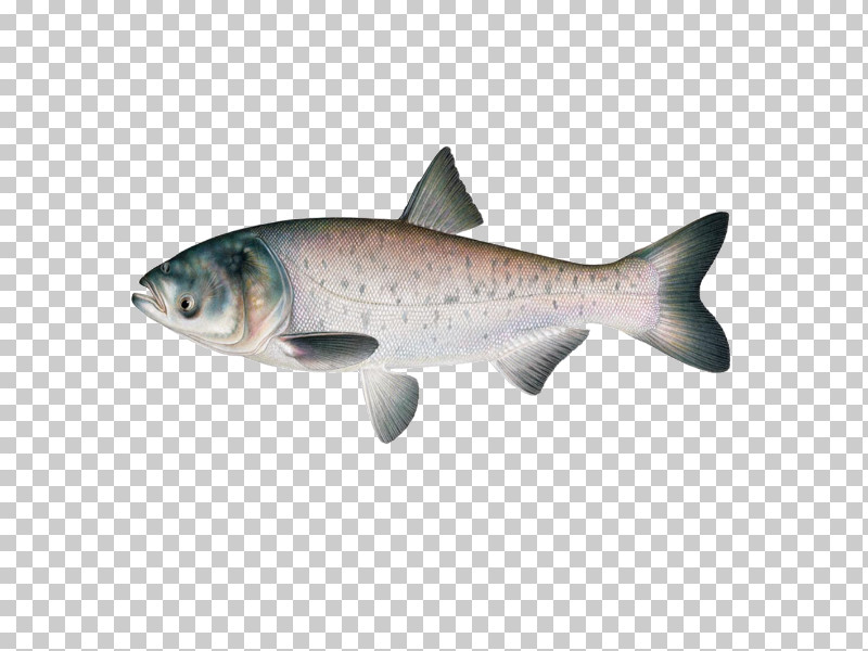 Fish Fish Salmon Trout Coho PNG, Clipart, Bonyfish, Brown Trout, Coho, Fish, Salmon Free PNG Download
