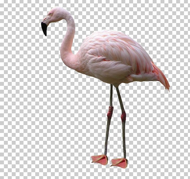 Bird American Flamingo PNG, Clipart, American Flamingo, Animals, Art, Beak, Bird Free PNG Download