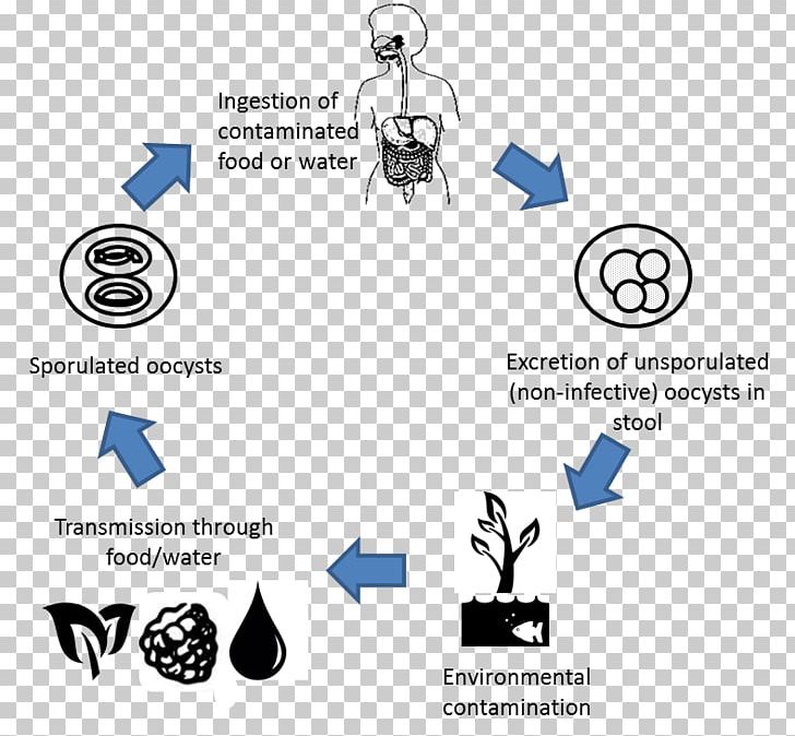 Cyclospora Cayetanensis Cyclosporiasis Oocysta Transmission Disease PNG, Clipart, Abortion, Angle, Area, Biological Life Cycle, Brand Free PNG Download