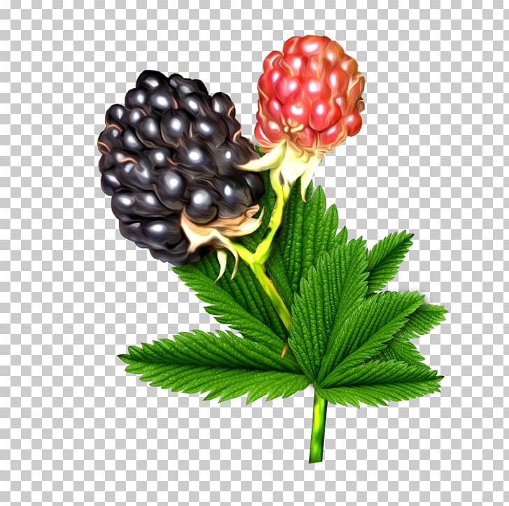 Dewberry Raspberry Boysenberry Food PNG, Clipart, Art, Berry, Bilberry, Blackberry, Boysenberry Free PNG Download