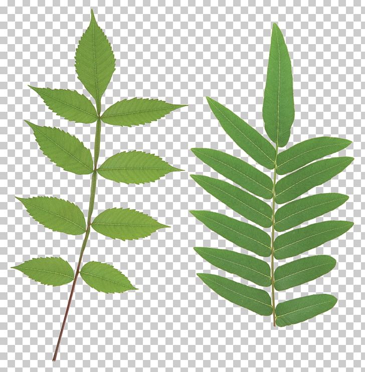 Leaf Plant Stem Price Service PNG, Clipart, Computer Icons, Free, Green Leaf Png, Green Leaves, Leaf Free PNG Download