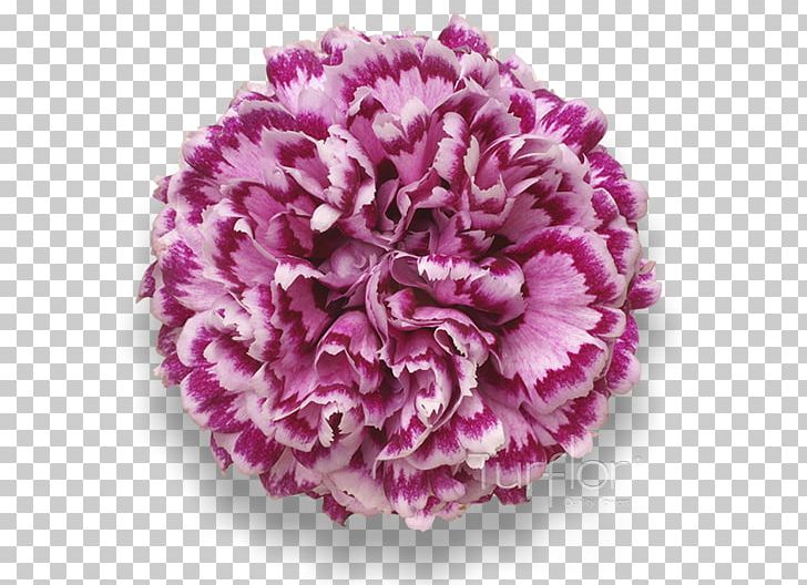 Violet Lilac Purple Cut Flowers PNG, Clipart, Burgundy, Carnation, Color, Cut Flowers, Flower Free PNG Download