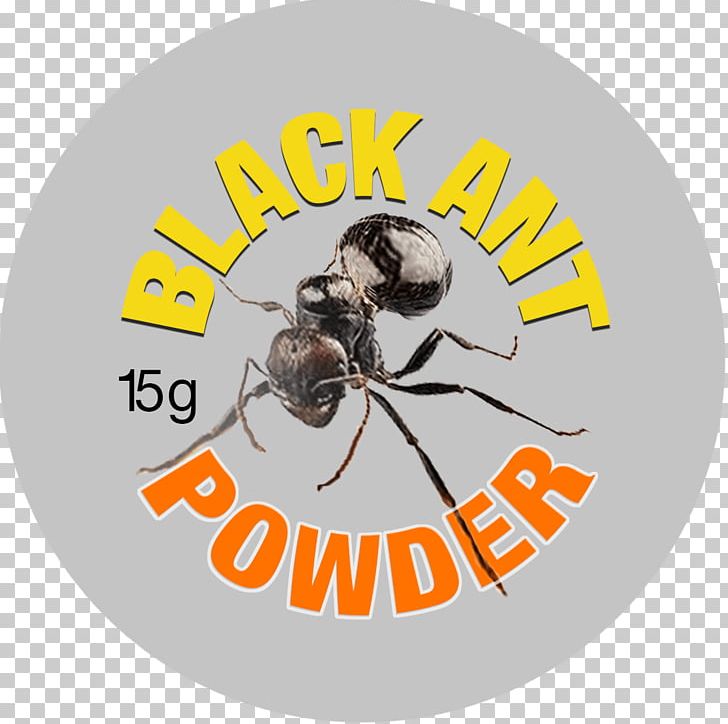 Bee Insect Ant Scorpion Entomophagy PNG, Clipart, Africanized Bee, Animal, Ant, Ants, Bee Free PNG Download