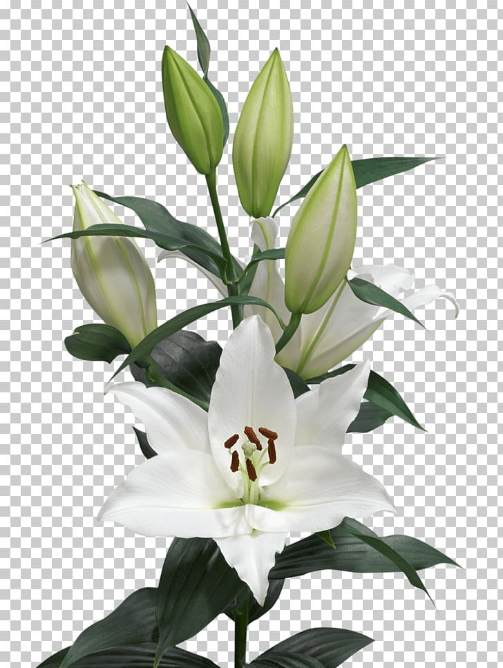 Arletta Cut Flowers Oriental Hybrids Floral Design PNG, Clipart, Bulb, Color, Cut Flowers, Flora, Floral Design Free PNG Download