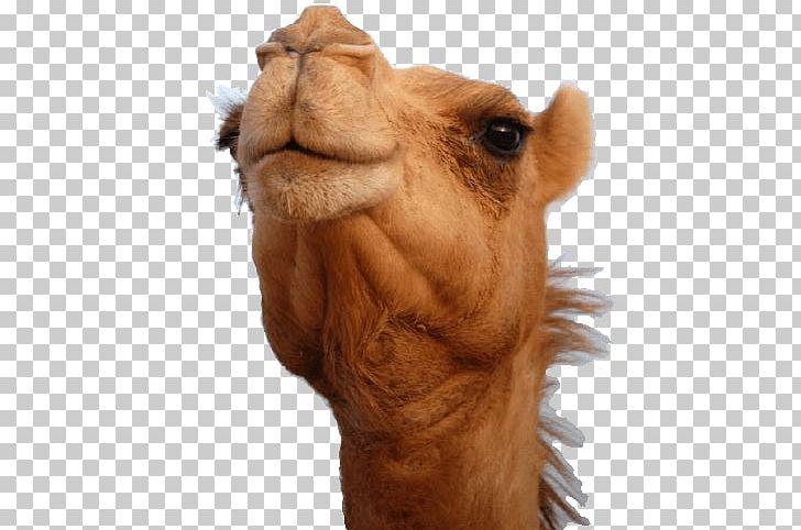 Bactrian Camel Dromedary Australian Feral Camel PNG, Clipart, Arabian Camel, Australian Feral Camel, Bactrian Camel, Camel, Camel Like Mammal Free PNG Download