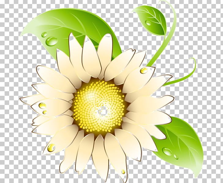 Common Sunflower Chrysanthemum Daisy Family PNG, Clipart, Bud, Chrysanthemum, Common Sunflower, Daisy, Daisy Family Free PNG Download