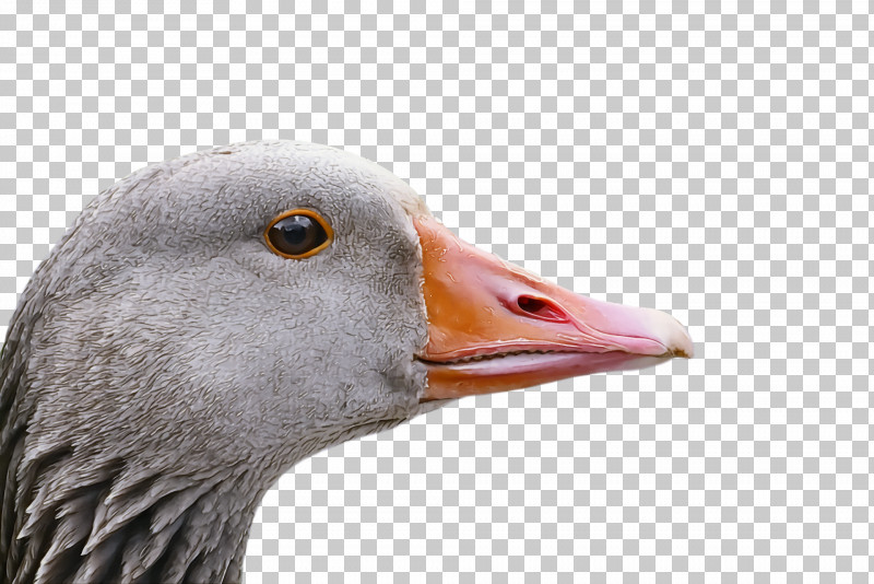 Goose Wild Animal PNG, Clipart, Animal, Beak, Bird, Closeup, Duck Free PNG Download