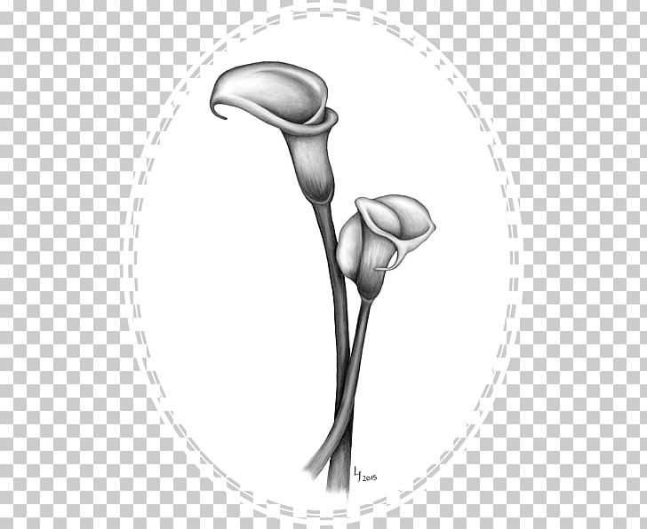 Drawing Arum-lily Lilium Art Sketch PNG, Clipart, Art, Arum, Arum Lilies, Arumlily, Black And White Free PNG Download