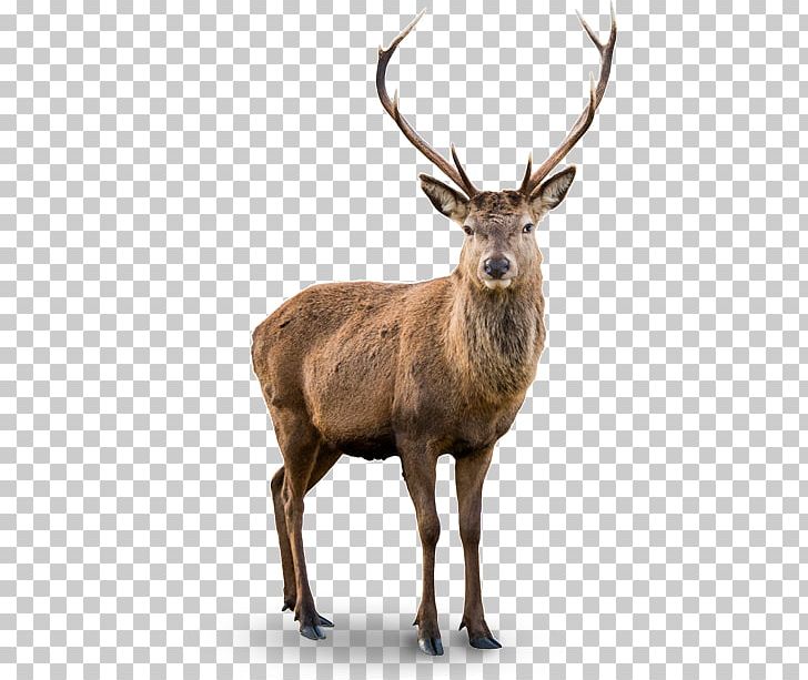 White-tailed Deer Red Deer Elk Barasingha PNG, Clipart, 4 Seasons, Animals, Antler, Barasingha, Chital Free PNG Download