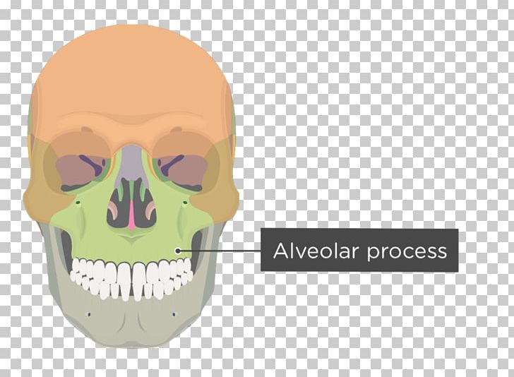 Zygomatic Bone Zygomatic Process Of Maxilla Zygomatic Process Of Maxilla Frontal Process Of Maxilla PNG, Clipart, Axial Skeleton, Bone, Face, Facial Skeleton, Fantasy Free PNG Download