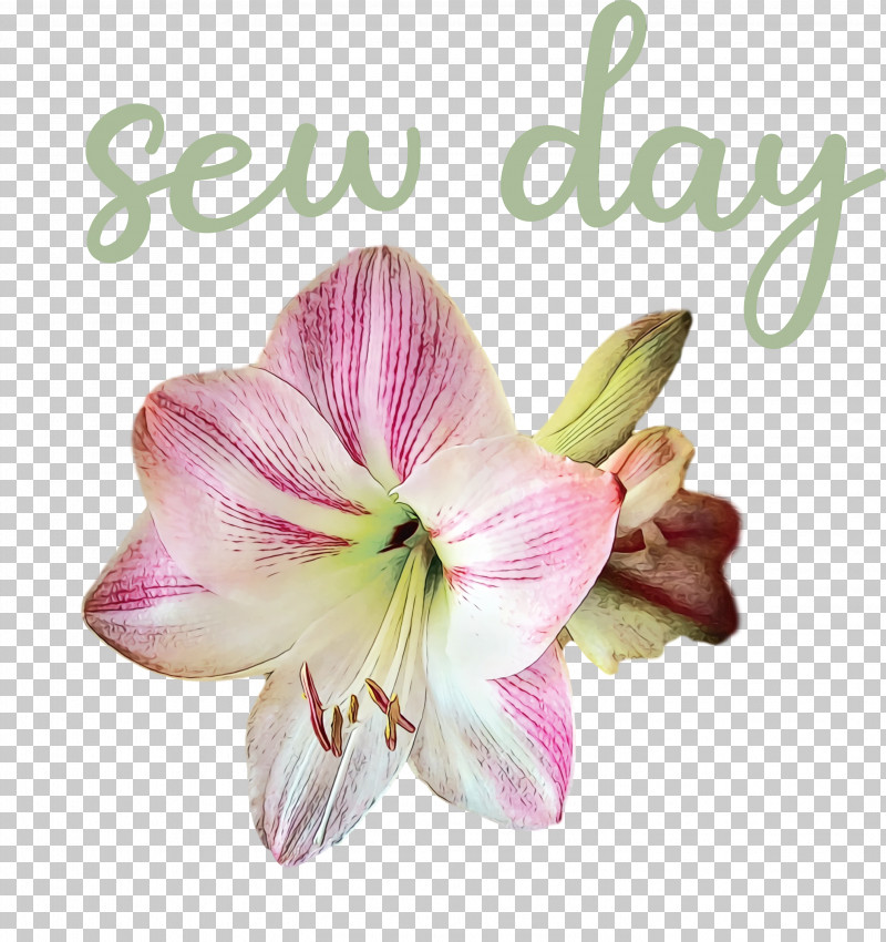 Cut Flowers Jersey Lily Moth Orchids Hippeastrum Flower PNG, Clipart, Amaryllis, Biology, Cut Flowers, Flower, Hippeastrum Free PNG Download