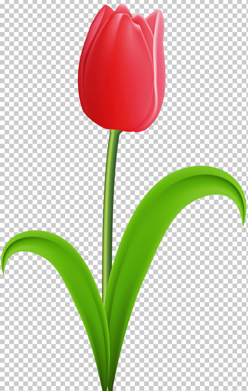 Flower Tulip Plant Petal Plant Stem PNG, Clipart, Flower, Leaf, Lily Family, Petal, Plant Free PNG Download