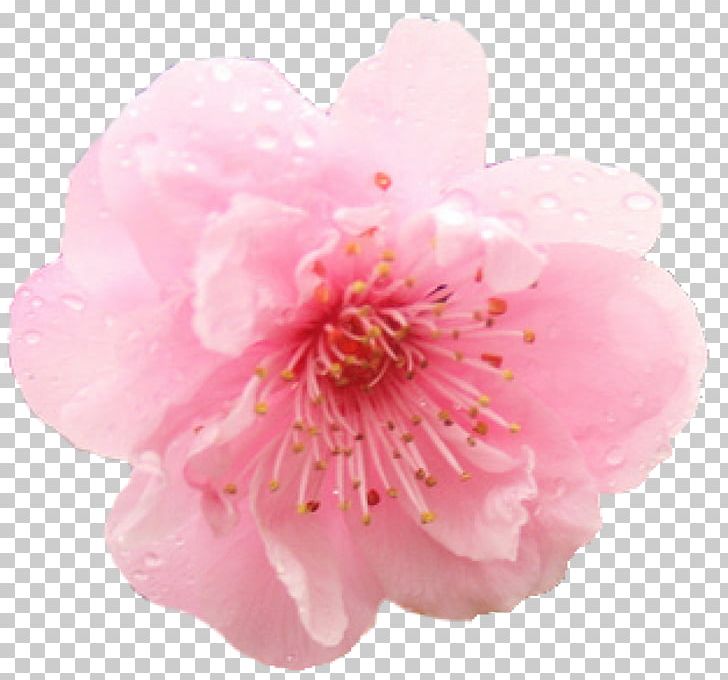Cherry Blossom Flower PNG, Clipart, Blossom, Cherry, Cherry Blossom, Computer Icons, Flower Free PNG Download