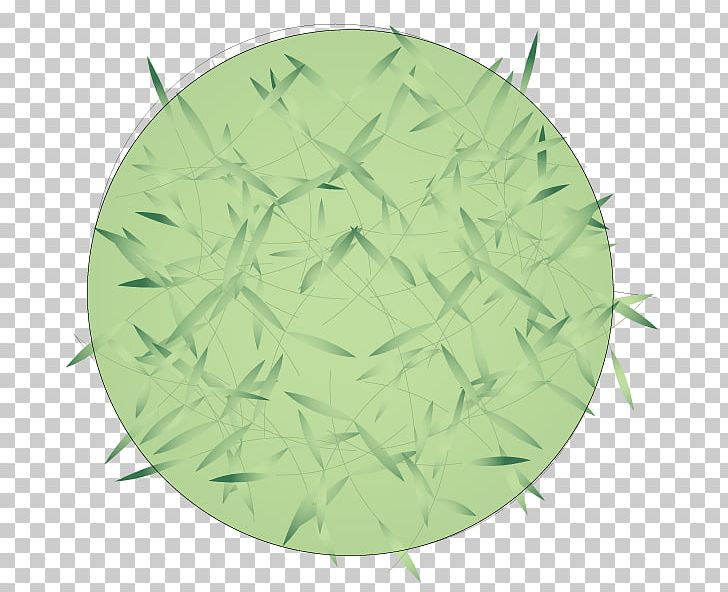 Green Leaf PNG, Clipart, Circle, Grass, Green, Leaf, Picea Free PNG Download