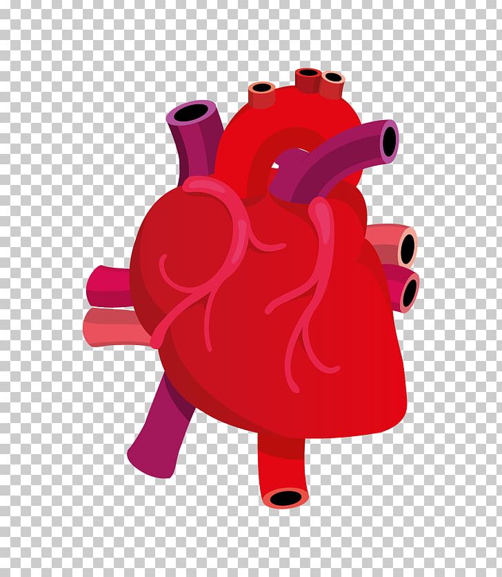 Heart PNG, Clipart, Anatomy, Arterial Blood, Artery, Blood Vessel, Circulatory System Free PNG Download