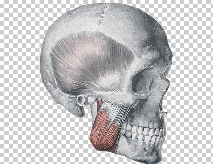 Masseter Muscle Anatomy Orbicularis Oris Muscle Muscles Of Mastication PNG, Clipart, Anatomy, Artery, Bone, Chewing, Drawing Free PNG Download