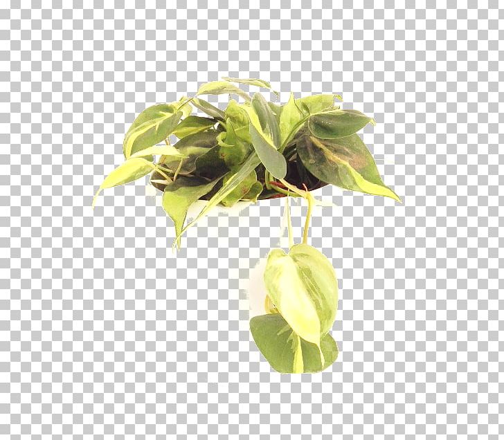 Philodendron Hederaceum Hidrokültür Leaf Variegation PNG, Clipart, Basil, Desktop Wallpaper, Flowerpot, Herb, Leaf Free PNG Download