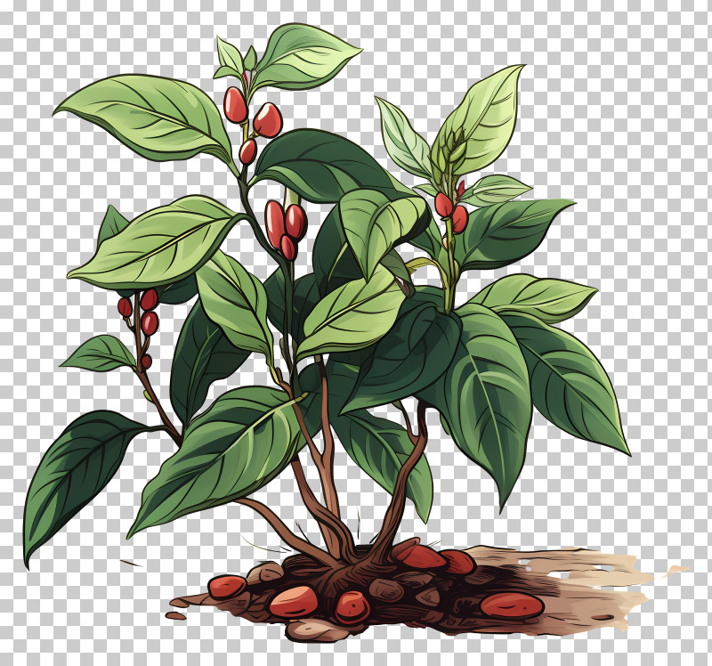 Doodle Style Coffee Plant - Coffee Plant With Red Berries PNG