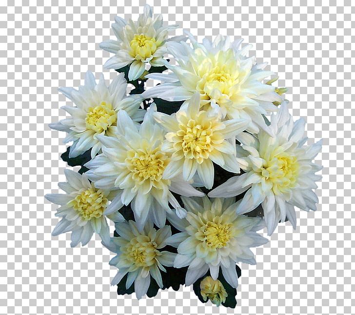 Flower Küzdés Az élet..: Válogatott Művei. Versek PNG, Clipart, All Souls Day, Annual Plant, Aster, Cemetery, Chrysanthemum Free PNG Download