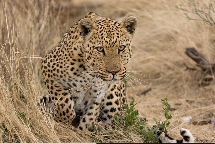 Leopard Felidae Jaguar Cheetah Ocelot PNG, Clipart, Animal, Animals, Big Cat, Big Cats, Carnivoran Free PNG Download