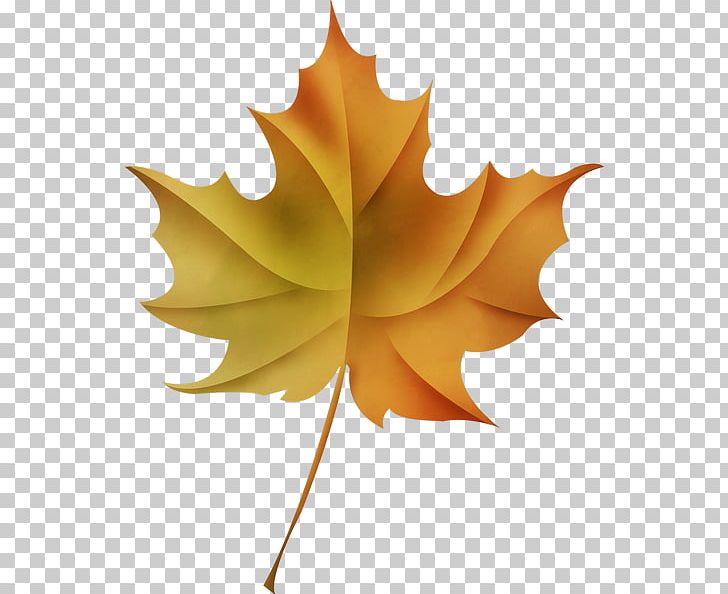 Maple Leaf PNG, Clipart, Autumn Leaf Color, Download, Flower, Flowering Plant, Leaf Free PNG Download