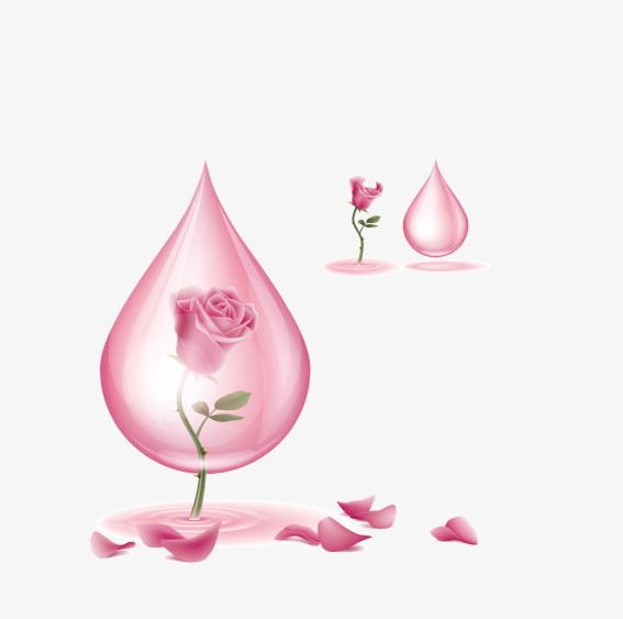 Pink Roses In Water Droplets PNG, Clipart, Drop, Droplets Clipart, Flowers, Pink, Pink Clipart Free PNG Download