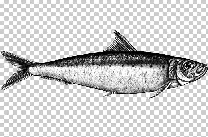 Sardine Mackerel Fish Products Milkfish PNG, Clipart, Animals, Bass, Black And White, Bonito, Bony Fish Free PNG Download