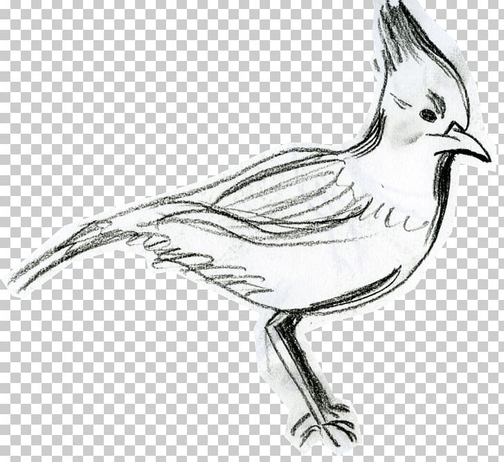 Bird Steller's Jay Drawing PNG, Clipart, Animals, Artwork, Beak, Bird, Black And White Free PNG Download