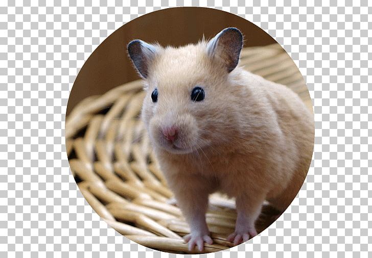 Golden Hamster Pet Sitting Guinea Pig Dog PNG, Clipart, Animal, Animals, Cage, Cat, Dog Free PNG Download