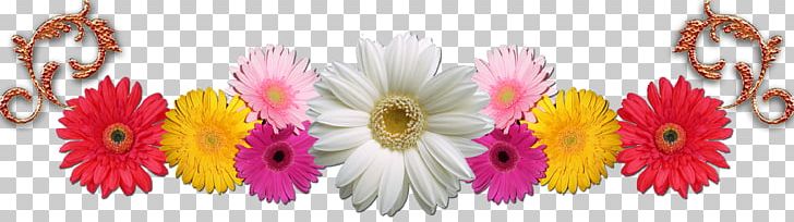 Transvaal Daisy Cut Flowers Floral Design Chrysanthemum PNG, Clipart, Chrysanthemum, Chrysanths, Closeup, Computer, Computer Wallpaper Free PNG Download