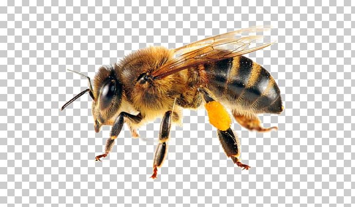 Western Honey Bee Swarming Beehive Forage PNG, Clipart, Apiary, Ari, Arthropod, Bee, Beehive Free PNG Download