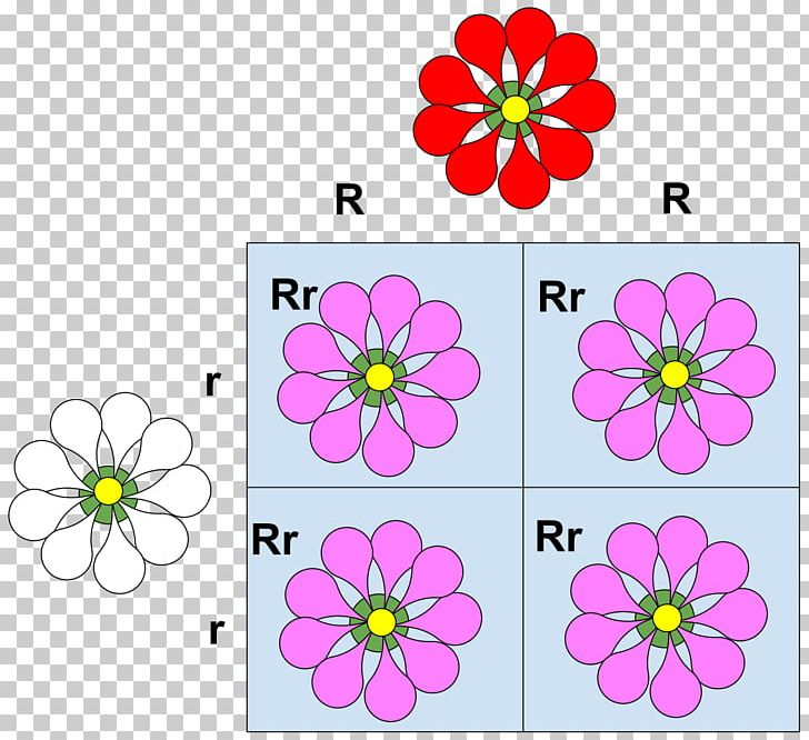 Codominance Allele Phenotype Mendelian Inheritance PNG, Clipart, Area, Biology, Circle, Classical Genetics, Cut Flowers Free PNG Download