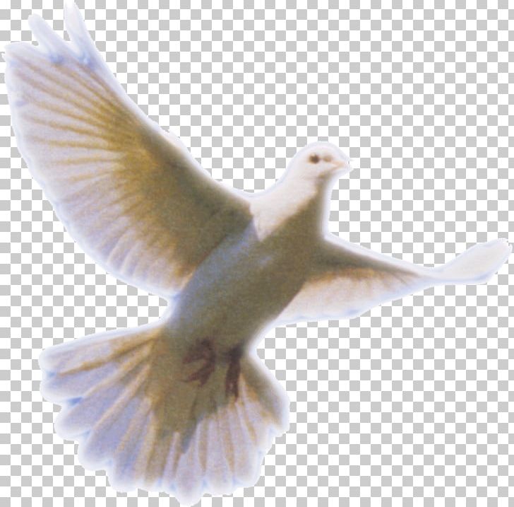 Columbidae Holy Spirit Doves As Symbols PNG, Clipart, Beak, Bird, Breathing, Clip Art, Columbidae Free PNG Download