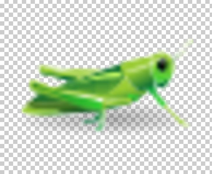Insect Grasshopper PNG, Clipart, Arthropod, Com, Cricket, Cricket Like Insect, Cricket Wireless Free PNG Download