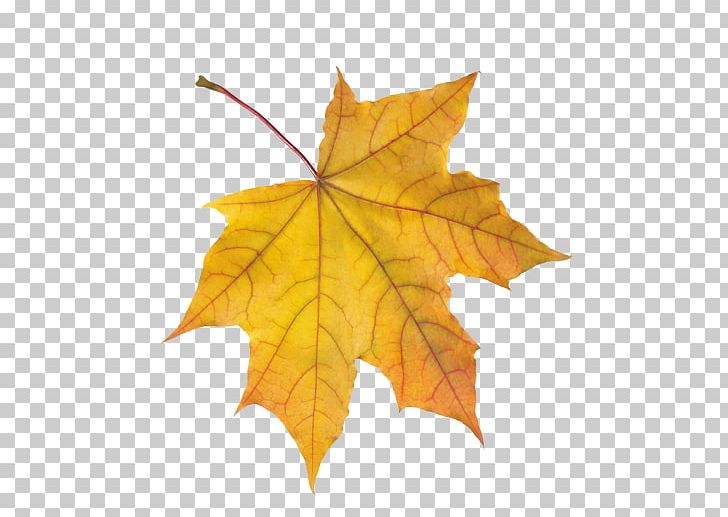 Leaf Autumn Leaves Animaatio Осень Катя-Катерина PNG, Clipart, Animaatio, Autumn, Autumn Leaves, Leaf, Maple Leaf Free PNG Download