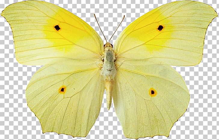 Butterfly Desktop Yellow Color PNG, Clipart, Animal, Arthropod, Bombycidae, Brush Footed Butterfly, Butterfly Free PNG Download