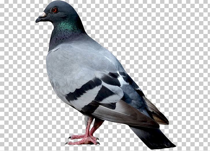 Columbidae Bird Domestic Pigeon PNG, Clipart, Animals, Beak, Bird, Bird Flight, Clip Art Free PNG Download