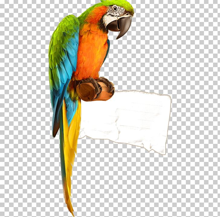 Parrot Bird Macaw PNG, Clipart, Animals, Beak, Bird, Common Pet Parakeet, Drawing Free PNG Download