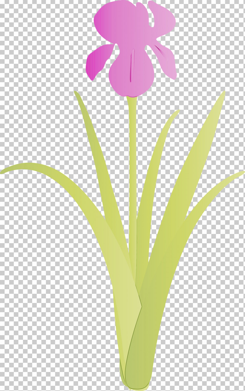 Flower Plant Petal Pedicel Iris PNG, Clipart, Cut Flowers, Flower, Iris, Iris Flower, Paint Free PNG Download