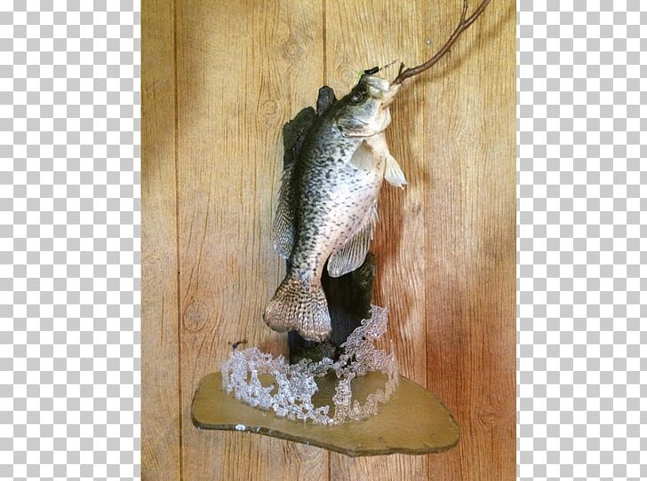 Black Creek Fish Animal Pet Taxidermy PNG, Clipart, Animal, Animals, Email, Family Business, Fauna Free PNG Download