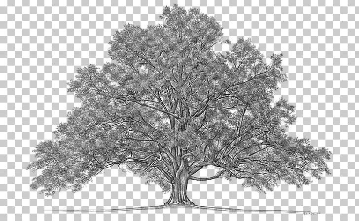 Genealogy Your Family Tree Family History Center PNG, Clipart, Black And White, Branch, Census, Child, Family Free PNG Download