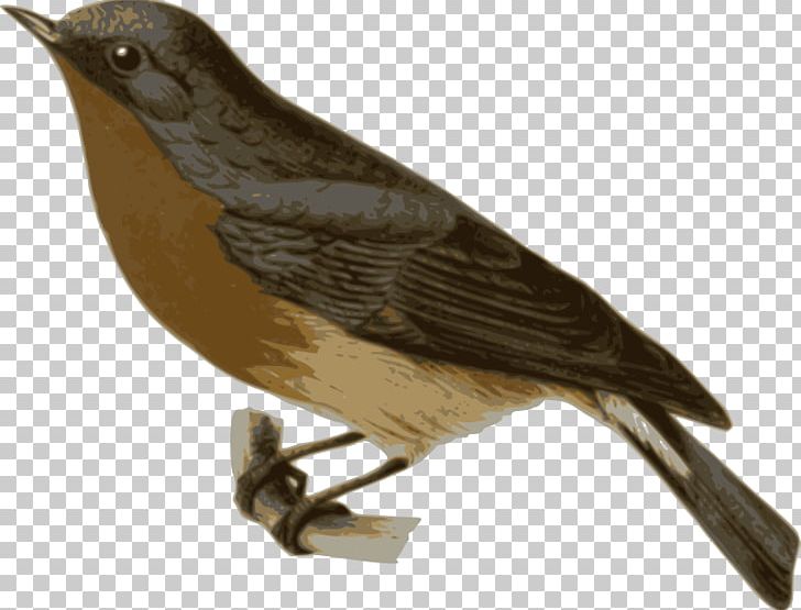 Hummingbird Old World Flycatcher Slaty-backed Flycatcher Finch PNG, Clipart, American Sparrows, Animal, Animals, Beak, Bird Free PNG Download