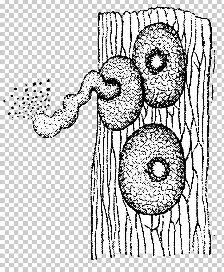 Pleospora Betae Nordisk Familjebok Anamorfa Phoma PNG, Clipart, Area, Art, Artwork, Bet, Black And White Free PNG Download