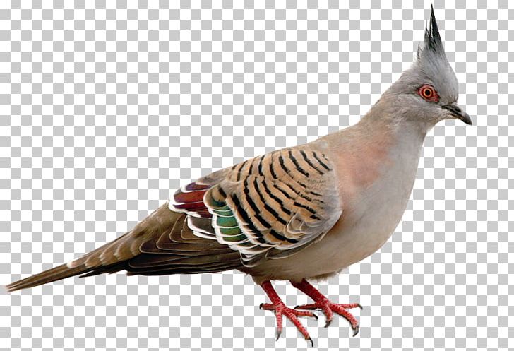 Bird Columbidae Domestic Pigeon Parrot Tanager PNG, Clipart, Animals, Beak, Bird, Columbidae, Crested Pigeon Free PNG Download